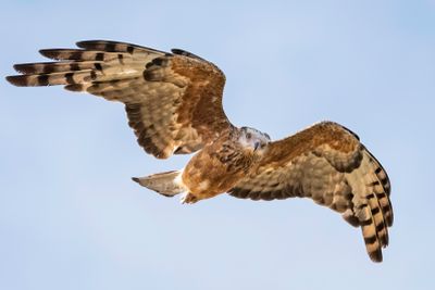Square-tailed Kite. Images courtesy David Whelan